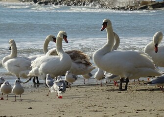 Beautiful swans birds during sunset  in Black sea at Varna - BG