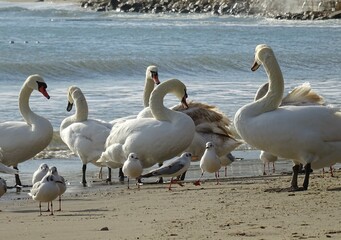 Beautiful swans birds during sunset  in Black sea at Varna - BG