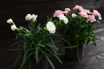 Pink and white carnations in a pot on a wooden background. Garden flowers. Gardening.