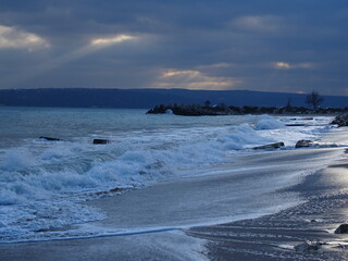 Beautiful swans birds during sunset  in Black sea at Varna - BG