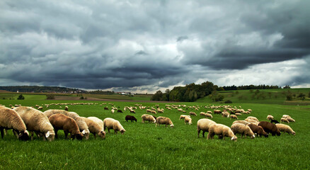 Frankenhardter Schafe