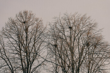 Winter trees with nests of crows, corvus frugilegus, by Lena at Toten, Norway.