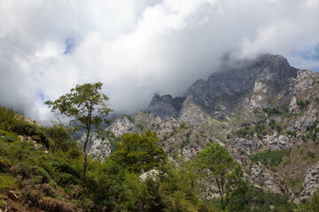 View of the rocky peaks of the Pyrenees, covered with low clouds. Green trees in the foreground.