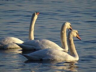 Obraz premium Beautiful swans birds during sunset in Black sea at Varna - BG