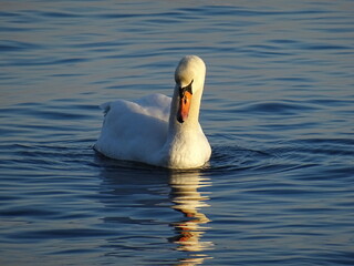 Beautiful swans birds during sunset  in Black sea at Varna - BG