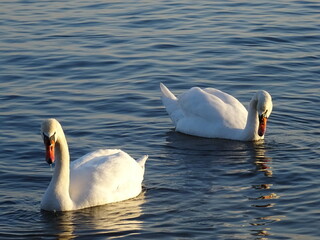 Beautiful swans birds during sunset  in Black sea at Varna - BG