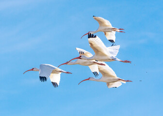 White Ibis overflight!