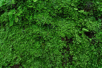 Fototapeta premium Abstract artificial flora and nature concept.