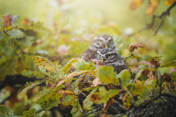 Two little owls (Athene noctua) sitting on tree. Autumn forest in background. Little owl portrait. Owl sitting on branch. Owl on tree.