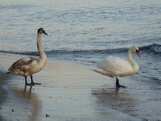 Beautiful swans birds during sunset  in Black sea at Varna - BG