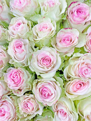 bouquet of pink with green roses