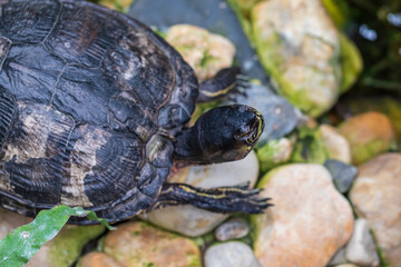 Close-up portrait of a turtle head. The background is blurred by the technique of photography.