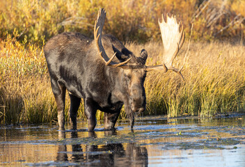Obraz na płótnie Canvas Shiras Moose Bull During the Rut in Wyoming in Autumn