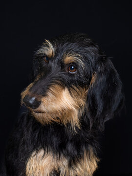 Sweet submissive looking Segugio Italiano dog on a black background.