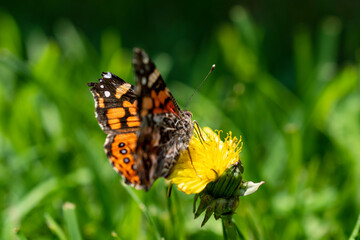 butterfly in the natural habitat. Butterfly in the green forest.