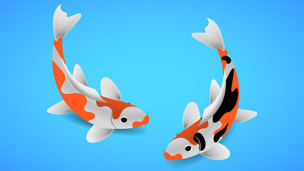 Japanese koi carp on blue background