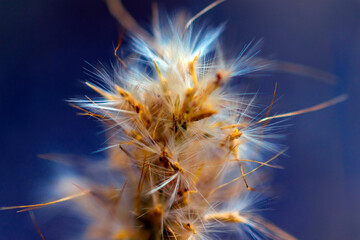 dry flower with seeds with blue background