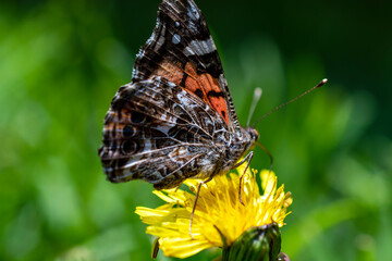 butterfly in the natural habitat. Butterfly in the green forest.