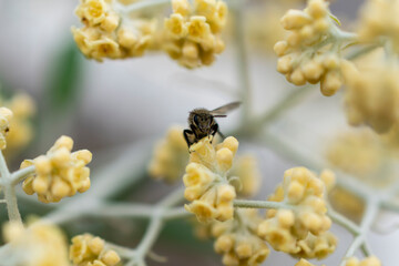 bee collecting pollen on a flower, macro
