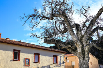 Old walnut tree in Confrides village