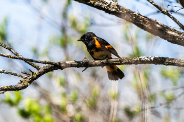 Male American Redstart (Setophaga ruticilla) singing in a tree.