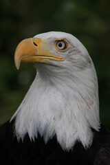 american bald eagle