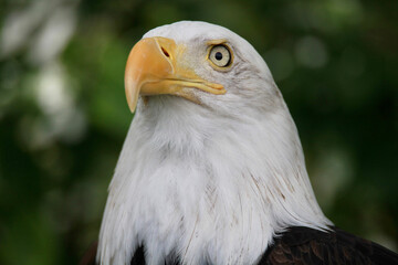 american bald eagle