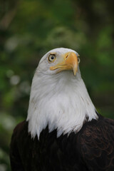 american bald eagle