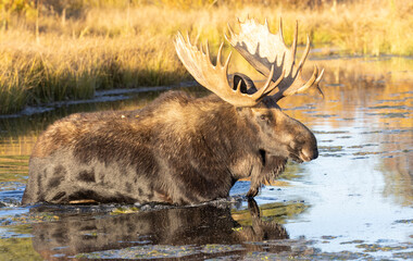 Shiras Moose Bull During the Rut in Wyoming in Autumn