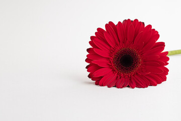 Red herbera on white background. Concept of feminity