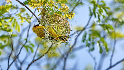 Southern masked weaver (Ploceus velatus) building a nest in a tree in a backyard in Pretoria, South Africa