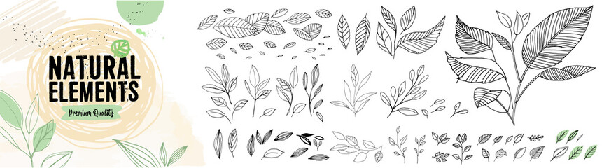Set of hand drawn natural elements. Vector illustration concepts of leaves for graphic and web design of organic and natural products, beauty and fashion, cosmetics and wellness, food and drink. - obrazy, fototapety, plakaty