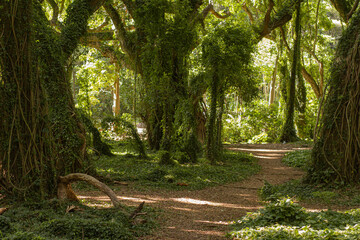 Panoramic scene from Hana forest in Maui, Hawai, 2022