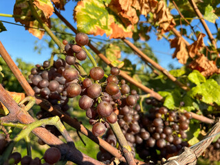 grapes on vine