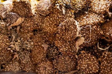 Hand made production of cigars from dried tobacco leaves, Garachico, Tenerife, Canary islands, Spain