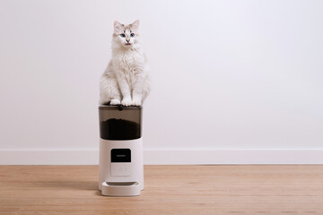 White hungry cat is waiting for food. Automatic pet food dispenser.       