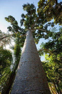 Looking up at the branches of a dammar pine tree, also known as the amboyna pine, agathis dammara, with a blue sky and white clouds
