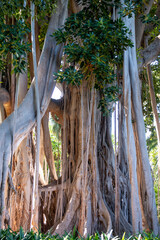 Giant ficus tree with hanging air roots in botanical garden on Tenerife, Spain