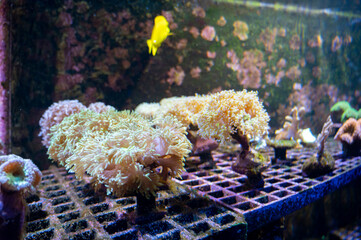 Cultivation of different corals on underwater coral farm