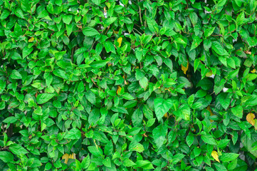 Green leaves fence background in landscaping park