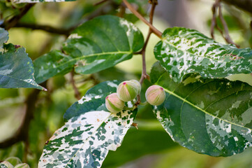 Fruits and leaves of tropical mosaic fig tree ficus aspera