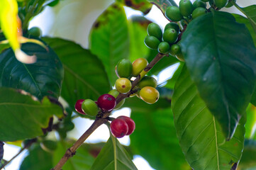 Arabica coffee tree with ripening coffee cherries berries on plantation