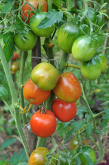 Tomatoes are grown in the open ground