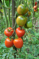 Tomatoes are grown in the open ground