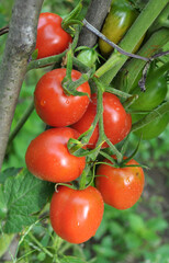 Tomatoes are grown in the open ground