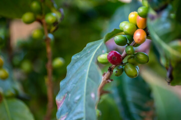 Arabica coffee tree with ripening coffee cherries berries on plantation