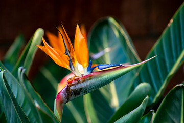 Blossom of Strelitzia reginae, colorful bird of paradise flowers in botanical garden