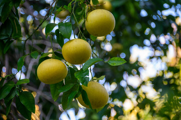 Big yellow citrus fruits hanging on pomelo tree