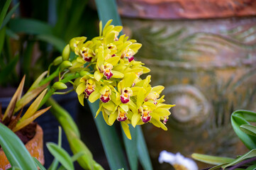 Colorful orchids flowers growing in botanical garden on Tenerife