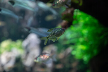 Colorful tetra fish in hobby auqarium
